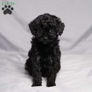 Denise, Cavapoo Puppy